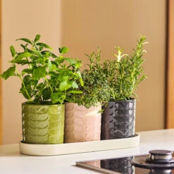 Orla Kiely Sixties Stem Multi Set Of 3 Plant Pots In Tray -Orla Kiely orla kiely lifestyle ok642